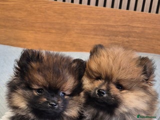Pomeranian dogs Beautiful Pomeranian Puppies - Advert 3
