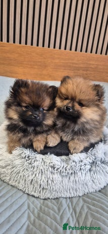 Pomeranian dogs Beautiful Pomeranian Puppies - Advert 1