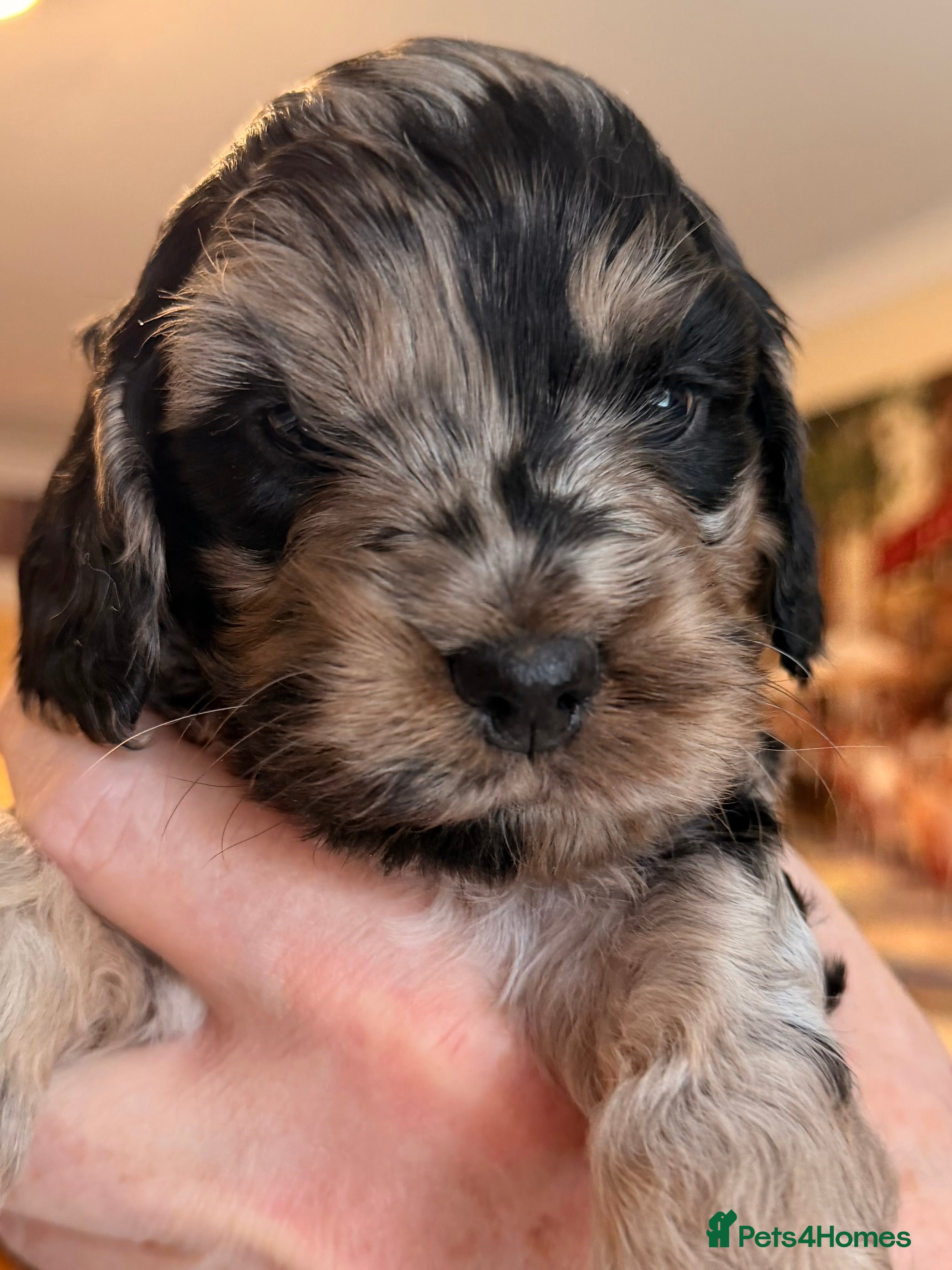 Cockapoo dogs F1 Cockapoo Puppies - Advert 5