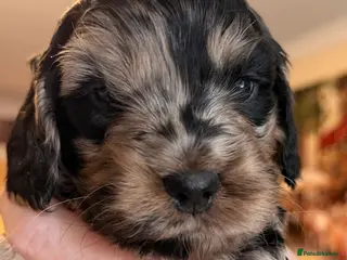 Cockapoo dogs F1 Cockapoo Puppies - Advert 5