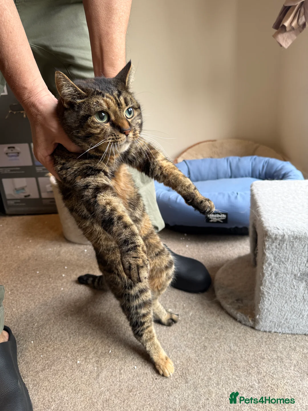 Mixed Breed cats for sale: [Indoors Only] Ivy sweetheart - Advert 5