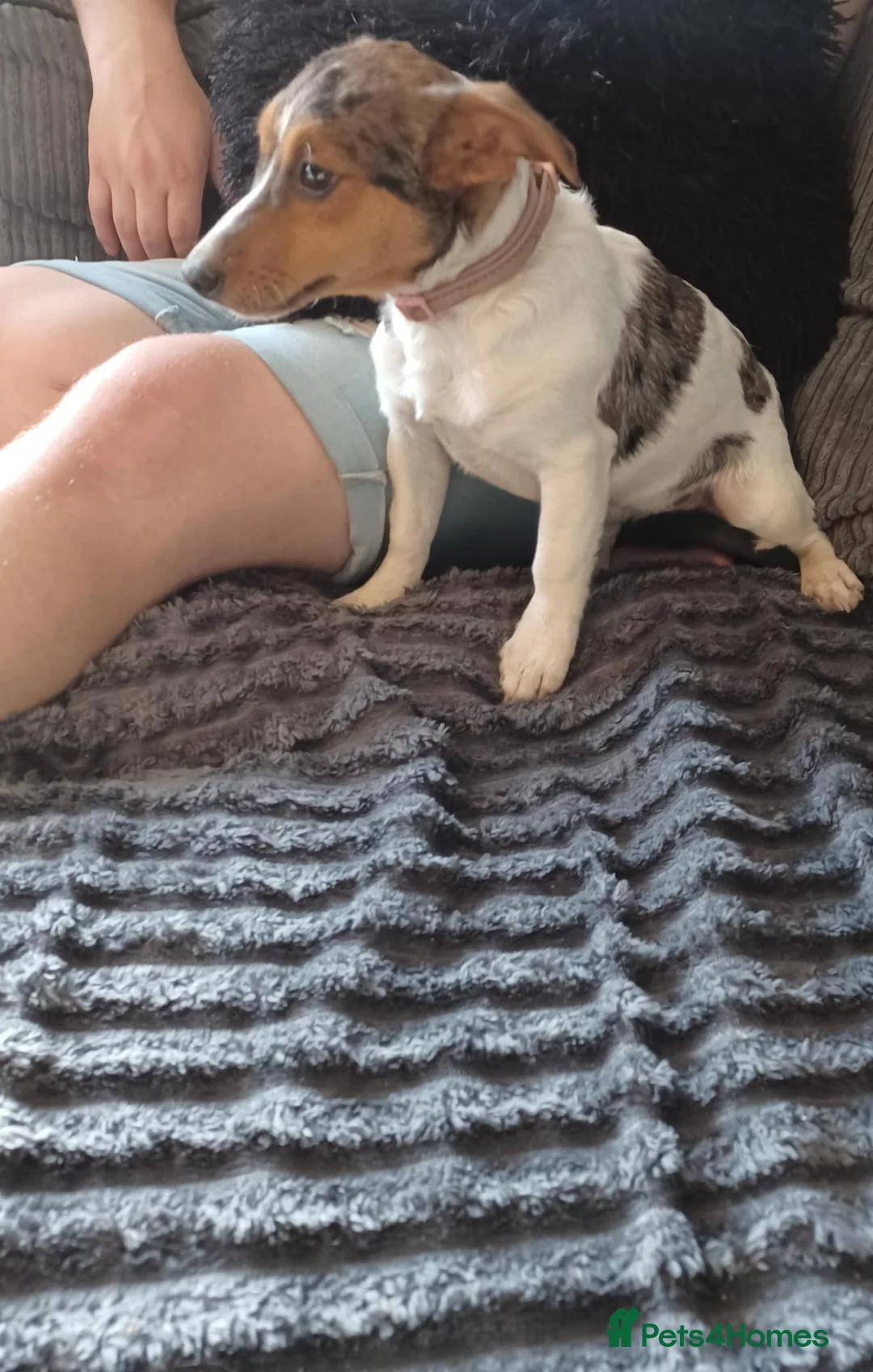 Jack Russell dogs for sale: Sad sale of sienna our beautiful merl jackrussel  in Beaminster - Advert 2