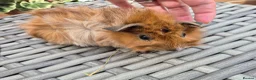 Guinea Pig rodents for sale: Baby Guinea Pigs Funky, Smooth, Crested, Teddy - Advert 3
