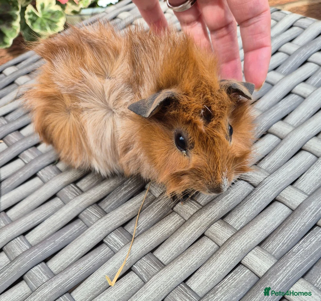 Guinea Pig rodents for sale: Baby Guinea Pigs Funky, Smooth, Crested, Teddy - Advert 3