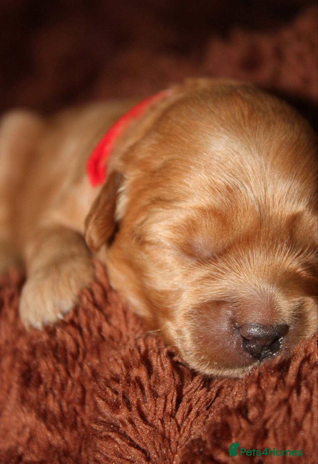 Goldendoodle dogs for sale: F1 Miniature goldendoodles  - Advert 15