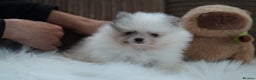 Pomeranian dogs for sale: Two cuties are looking for home  - Advert 7