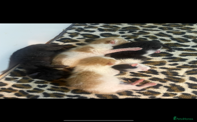 Mixed Breed cats - Advert 2