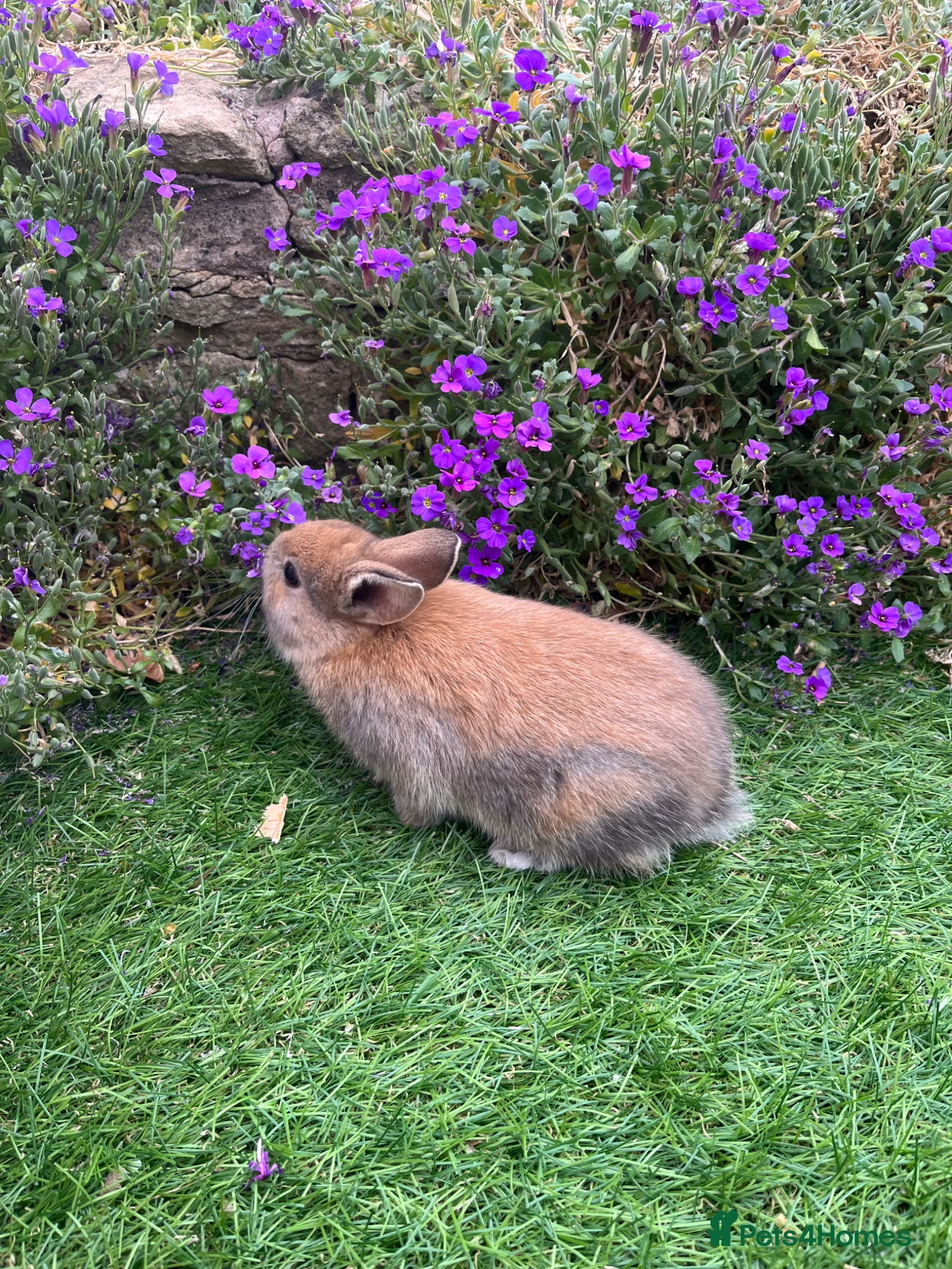Mini Lop rabbits Lovely Mini Lop buns looking for their new homes - Advert 1