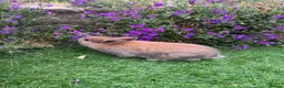 Mini Lop rabbits for sale: Lovely Mini Lop buns looking for their new homes - Advert 1