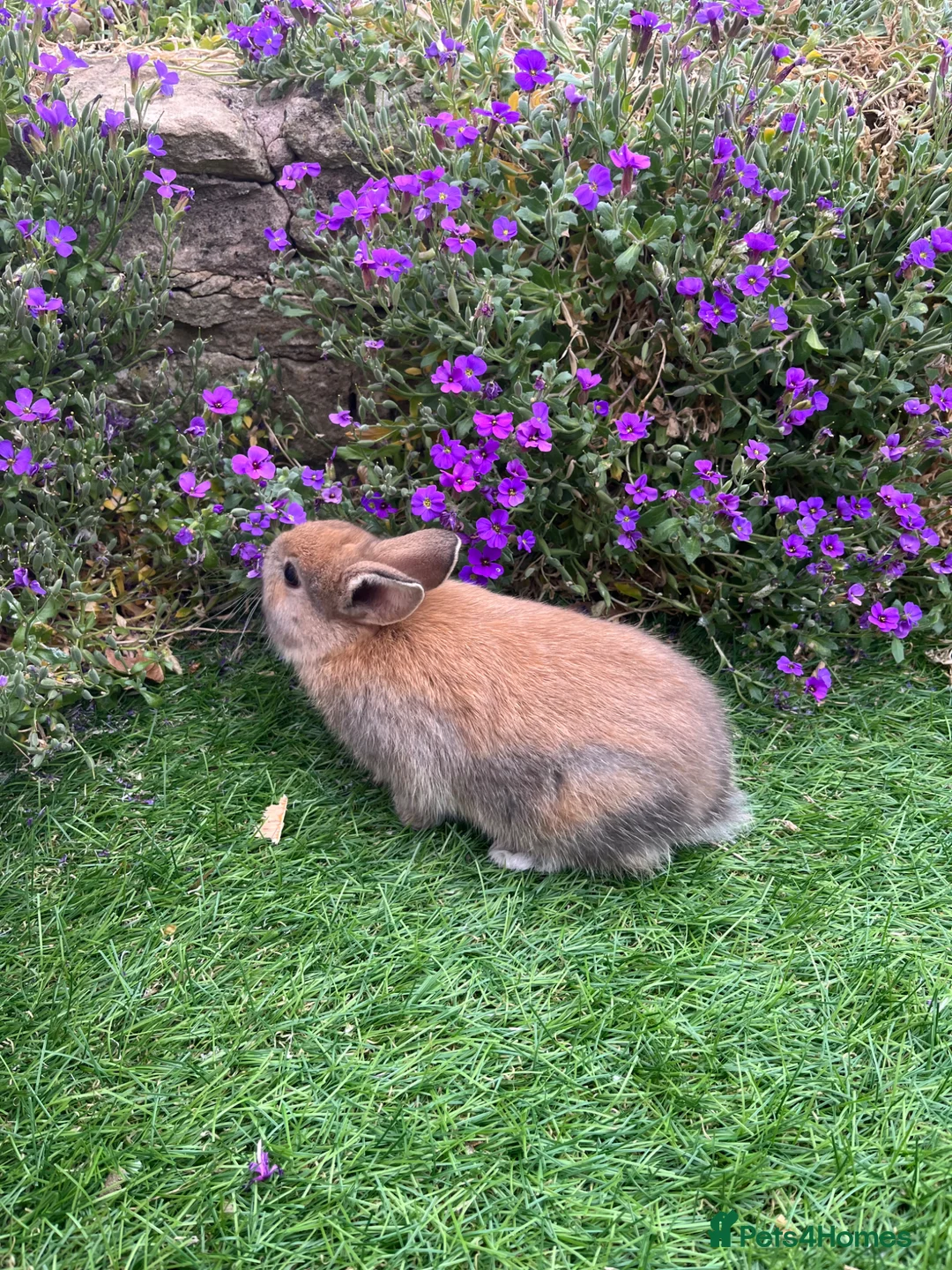 Mini Lop rabbits for sale: Lovely Mini Lop buns looking for their new homes - Advert 1
