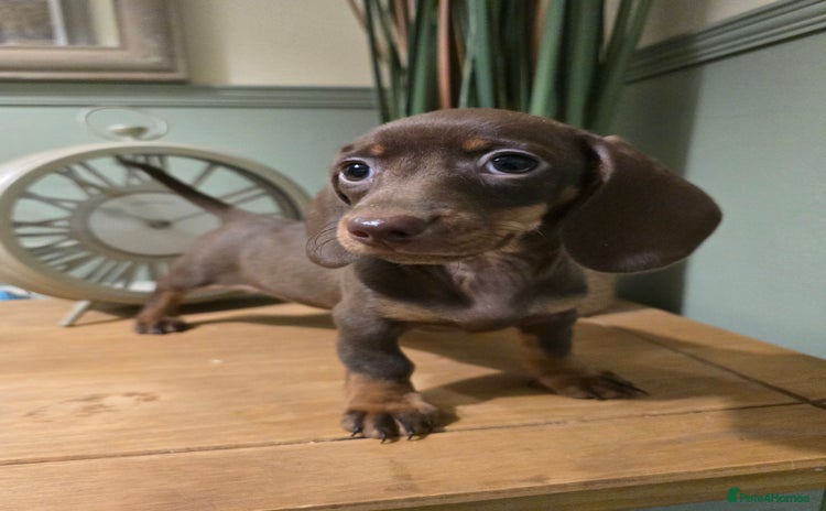 Miniature Dachshund dogs - Advert 1