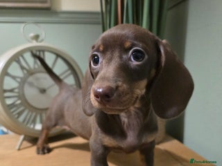 Miniature Dachshund dogs - Advert 30