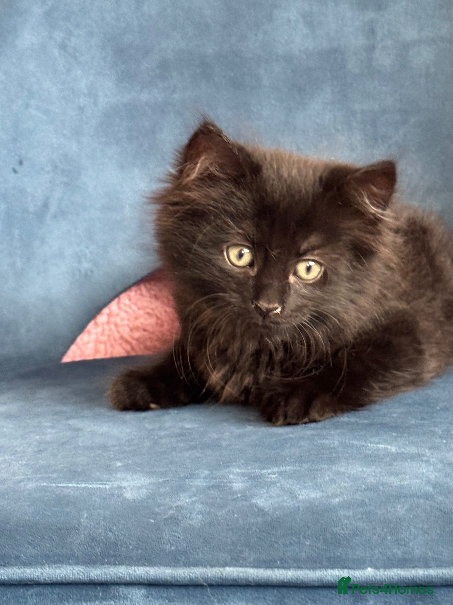 Mixed Breed cats * 7 BEAUTIFUL KITTENS * 4 FEMALE AND 3 MALE * - Advert 18