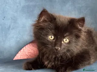 Mixed Breed cats * 7 BEAUTIFUL KITTENS * 4 FEMALE AND 3 MALE * - Advert 18