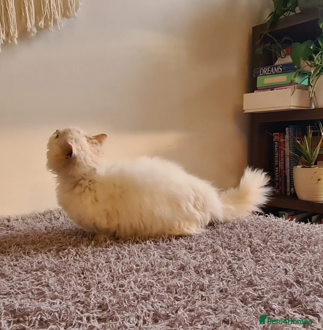 Munchkin cats for stud: Stunning Lambkin  in London - Advert 2