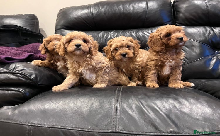 Cavapoo dogs - Advert 7