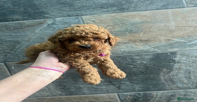 Toy Poodle dogs KC Registered Red Toy Poodles ready from 14.11.25 - Advert 13