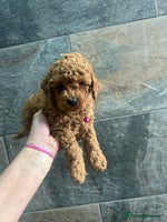 Toy Poodle dogs KC Registered Red Toy Poodles ready from 14.11.25 - Advert 13
