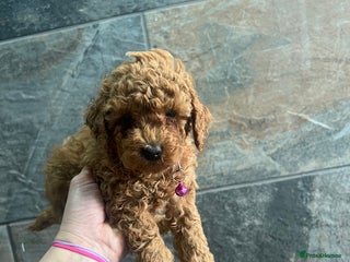 Toy Poodle dogs - Advert 2