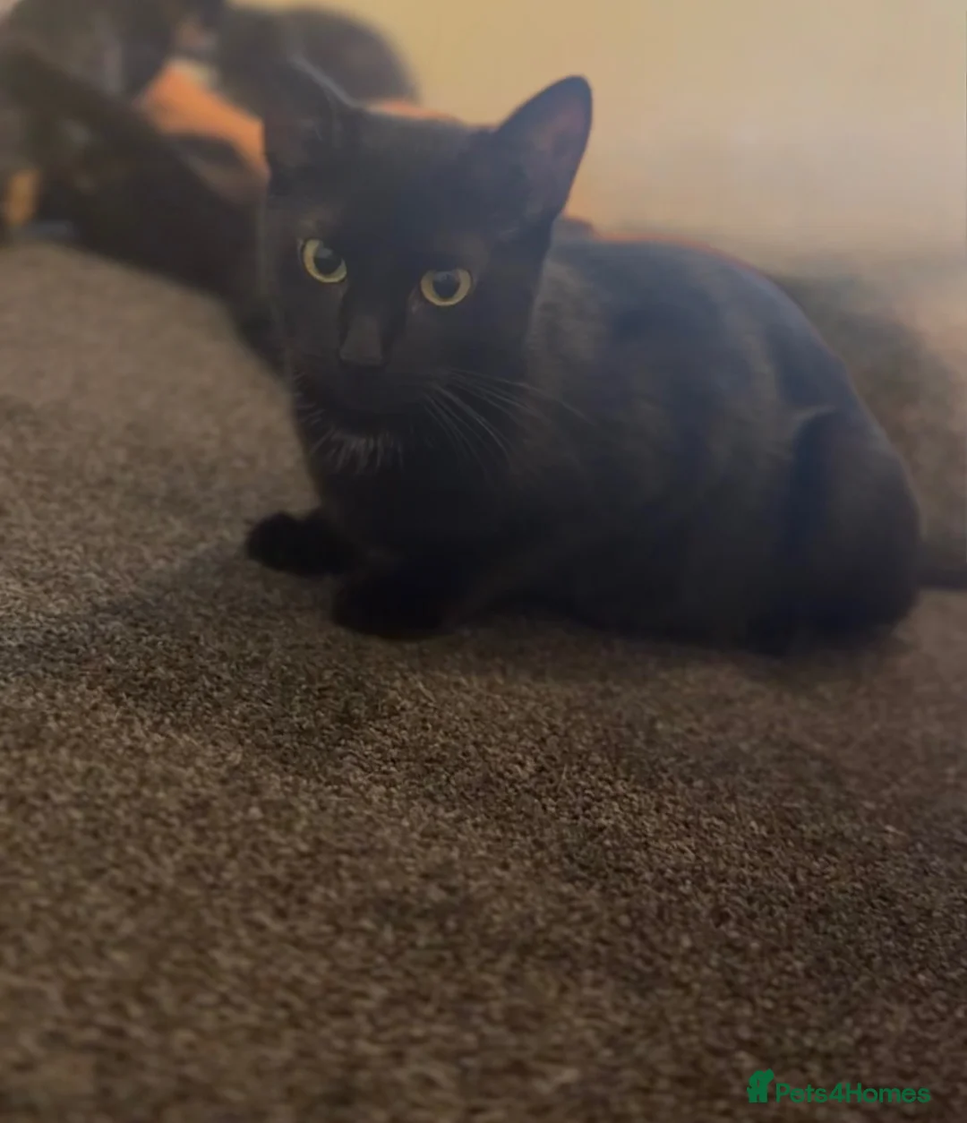 Mixed Breed cats for sale: Male and female mixed breed kittens in Barnsley - Advert 1