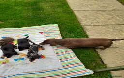 Miniature Dachshund dogs for sale: Miniature dachshounds  - Image 15