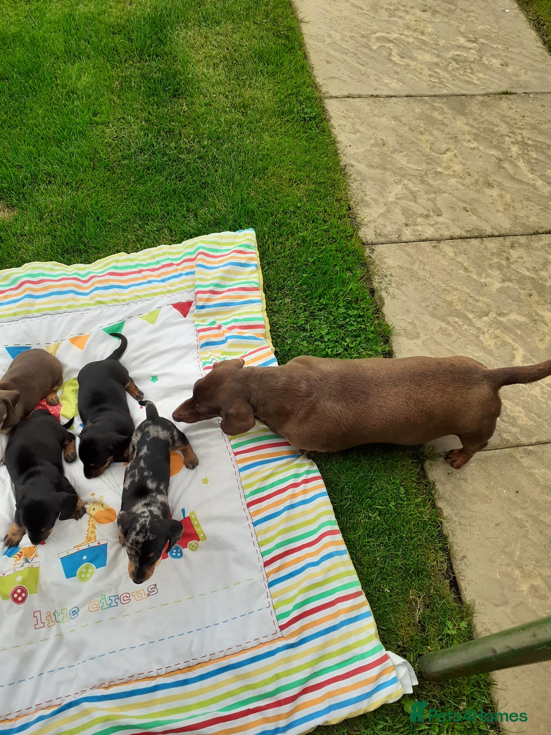 Miniature Dachshund dogs for sale: Miniature dachshounds  - Image 15