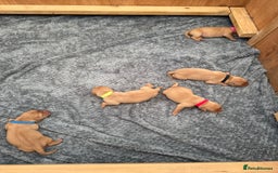 Labrador Retriever dogs for sale: Fox Red Labrador Puppies - Image 5