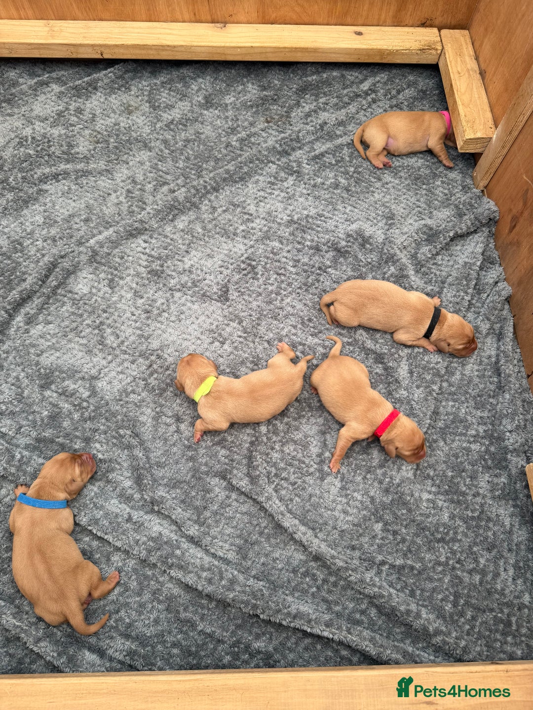 Labrador Retriever dogs for sale: Fox Red Labrador Puppies - Image 5