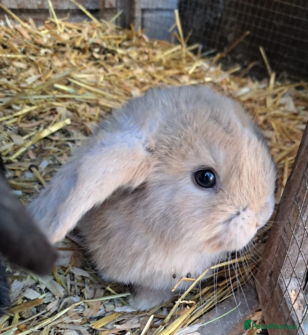 French Lop rabbits for sale: Baby lop eared rabbits - Advert 1