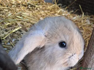 French Lop rabbits Baby lop eared rabbits - Advert 2