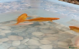 Goldfish fish for sale: FREE Pond Goldfish (20) - Image 4