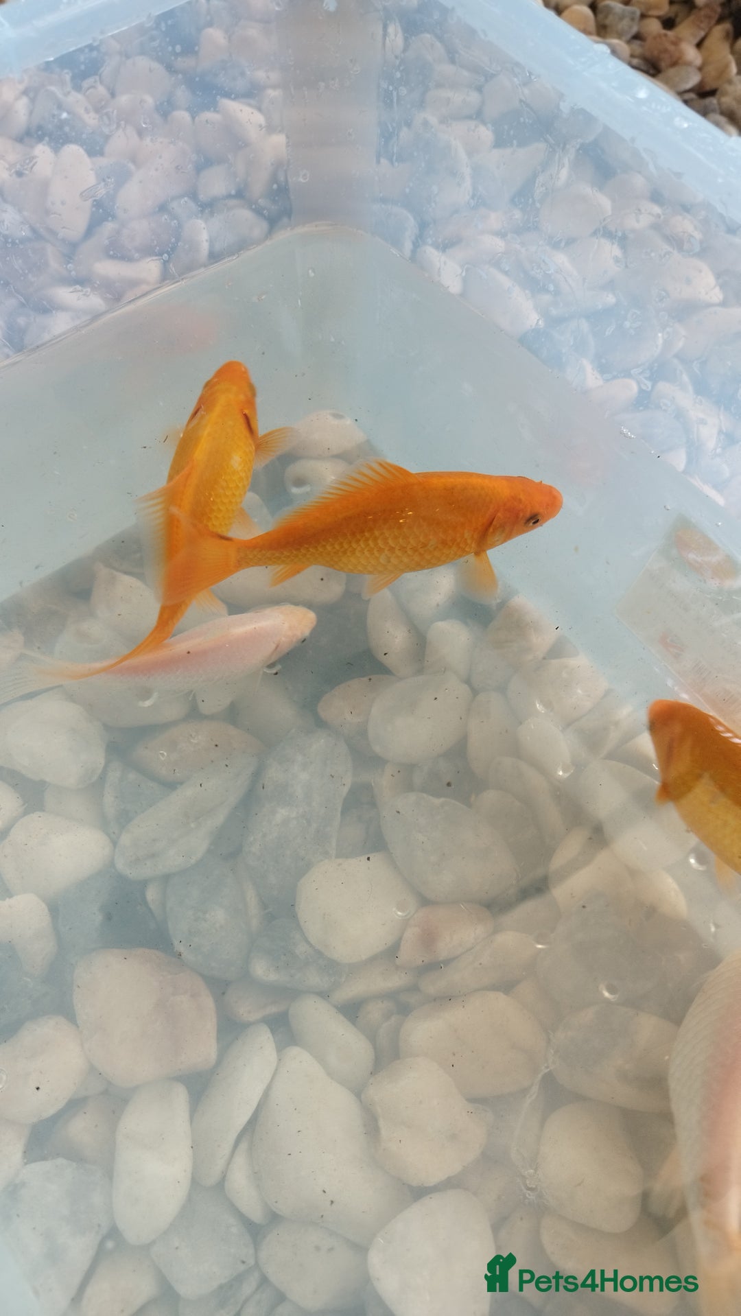 Goldfish fish for sale: FREE Pond Goldfish (20) - Image 4