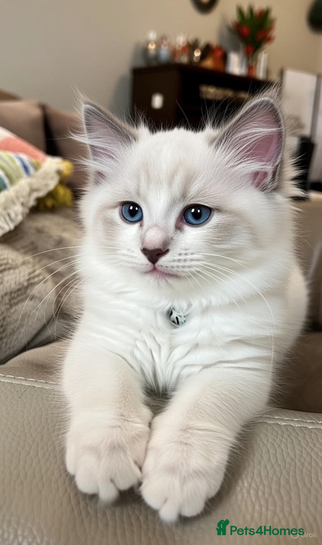 Ragdoll cats for sale: BEAUTIFUL PURE BLUEPOINT RAGDOLLS - Advert 6