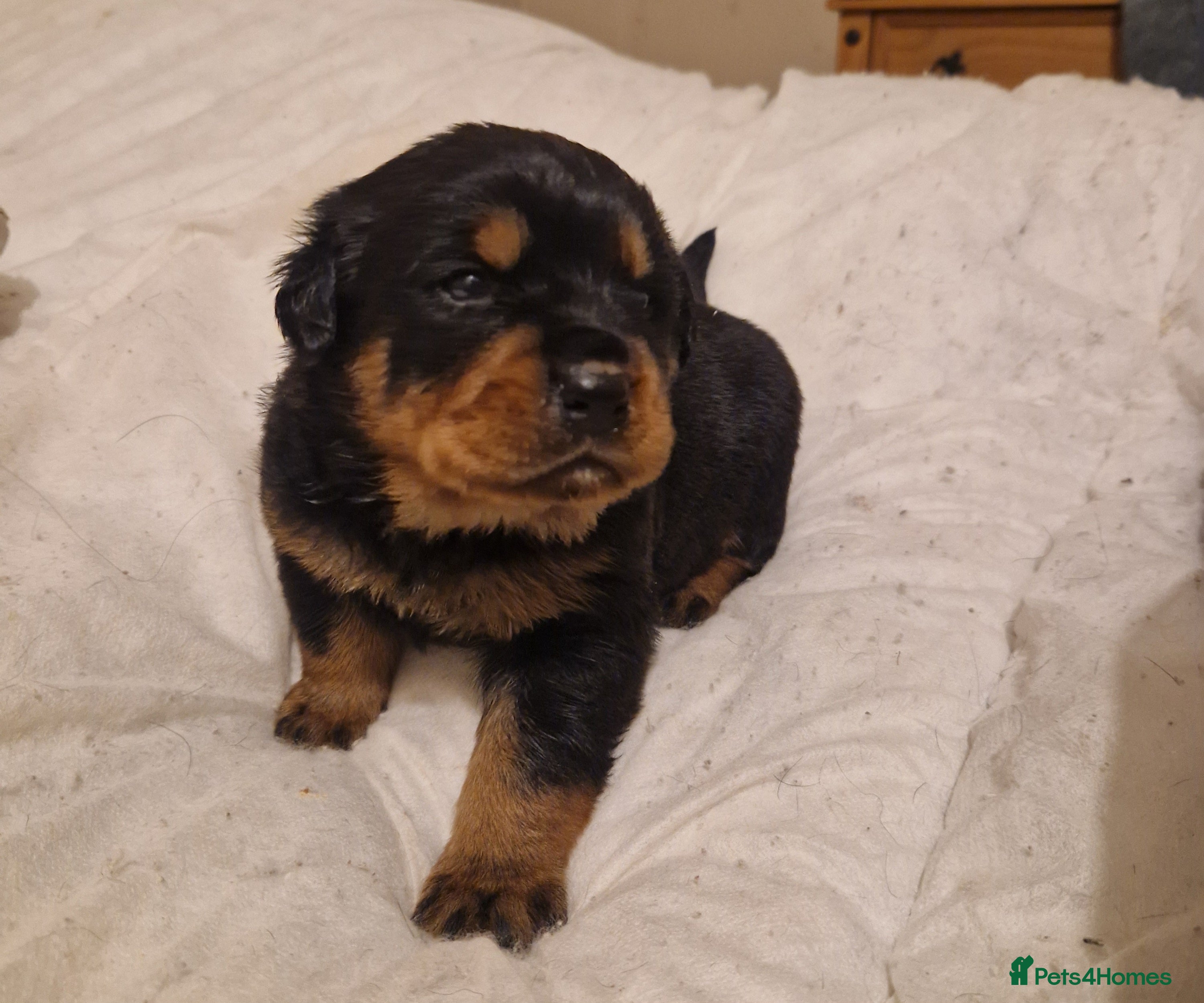 Rottweiler dogs One Chunky Male Rottweiler Puppy Left - Advert 4