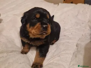 Rottweiler dogs One Chunky Male Rottweiler Puppy Left - Advert 4