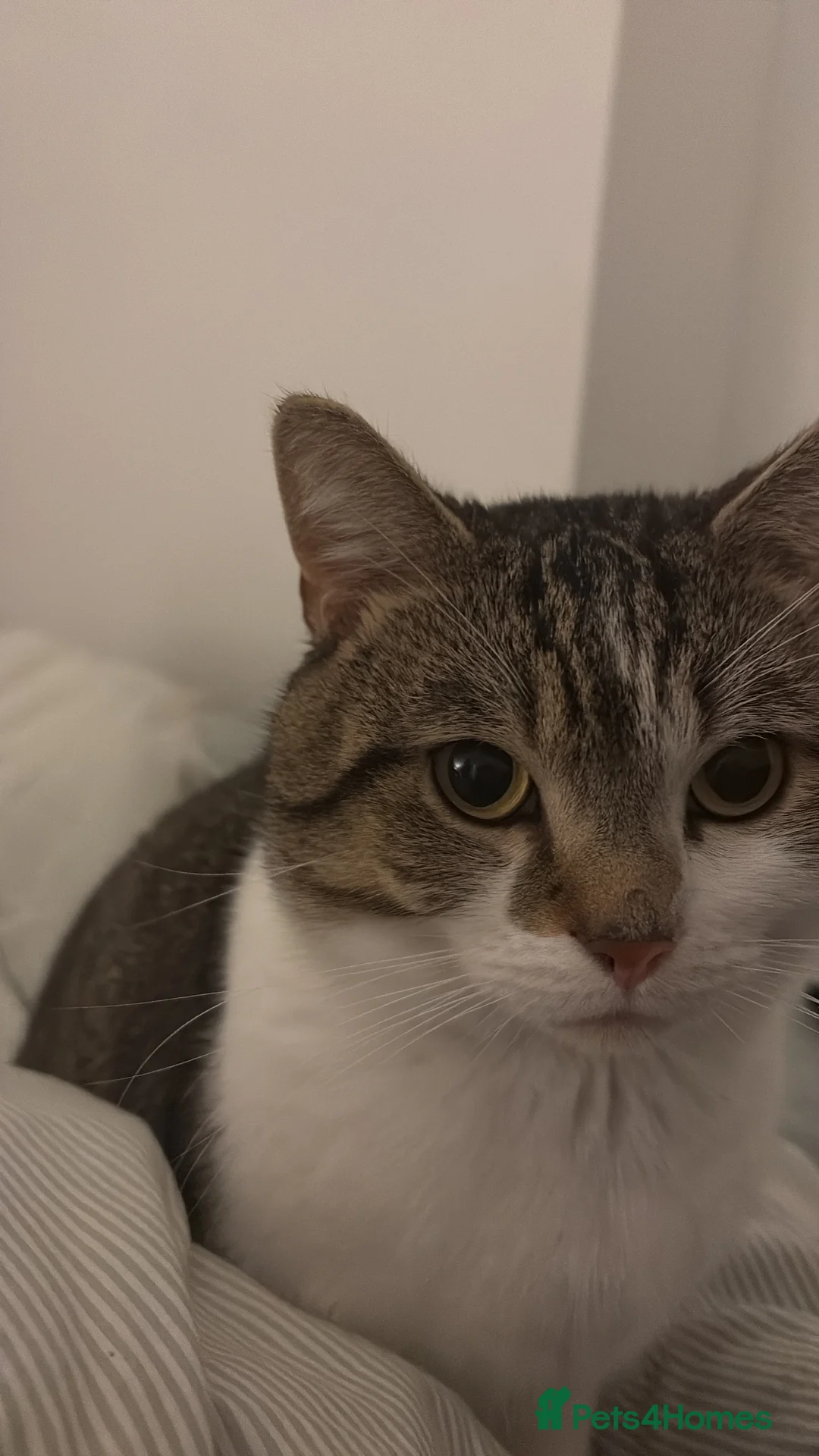 Mixed Breed cats for sale: 4 year old tabby male  in Chorley - Advert 1