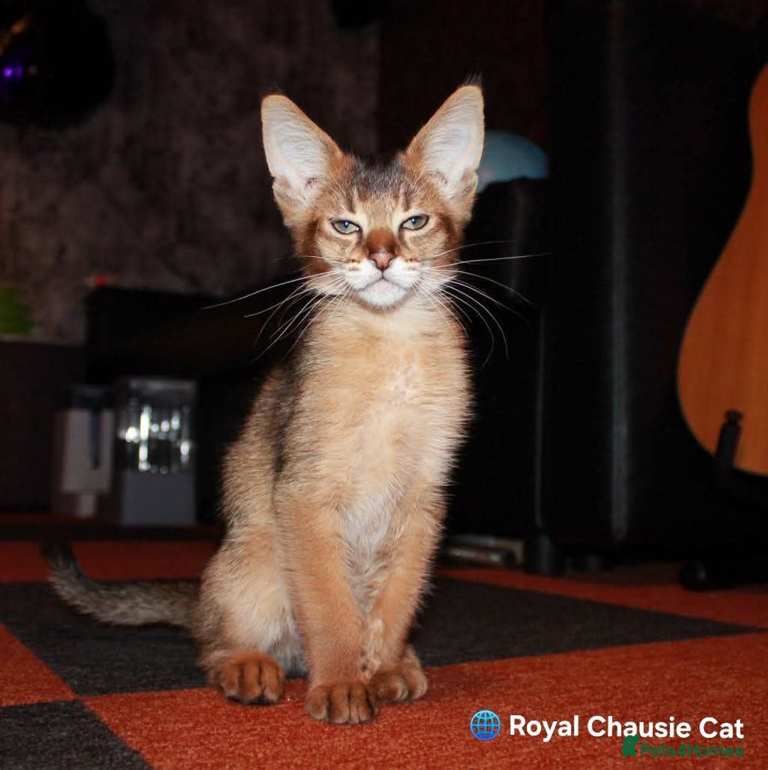 Chausie cats for sale: Chausie F6  - Advert 8