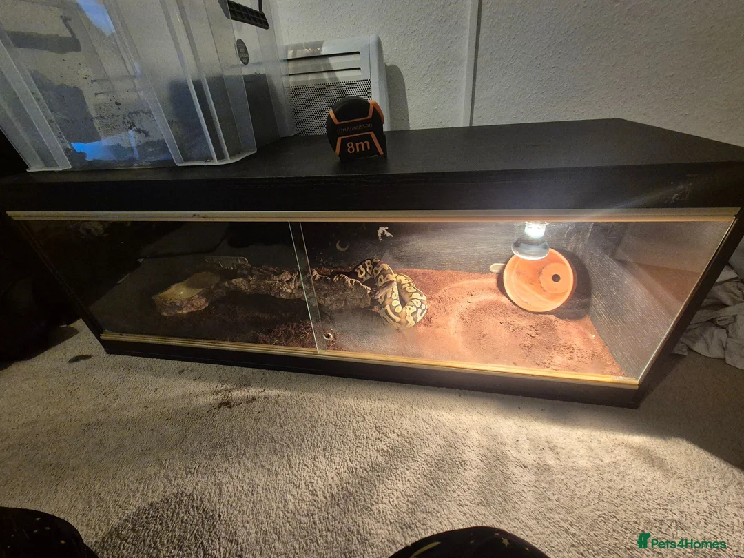 Python Snake reptiles for sale: Fire pastel royal python and viv - Advert 2