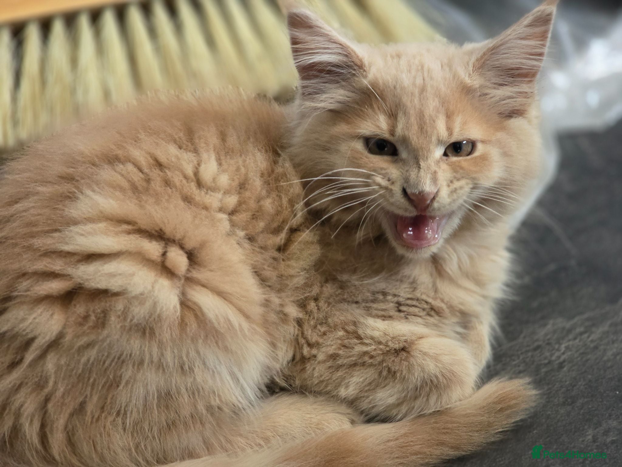Maine Coon cats Cross mix maine coone  - Advert 1