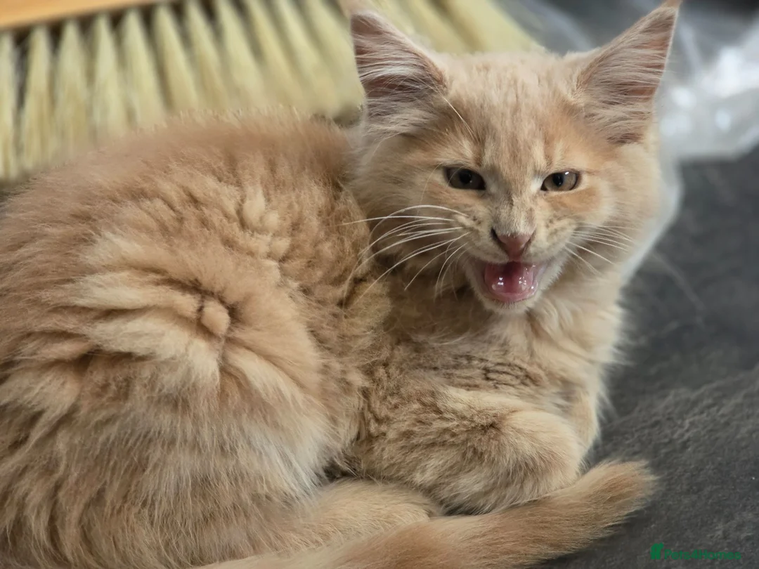 Maine Coon cats for sale: Cross mix maine coone  - Advert 1