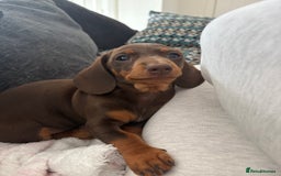 Miniature Dachshund dogs for sale: Miniature Dachshunds - Image 30