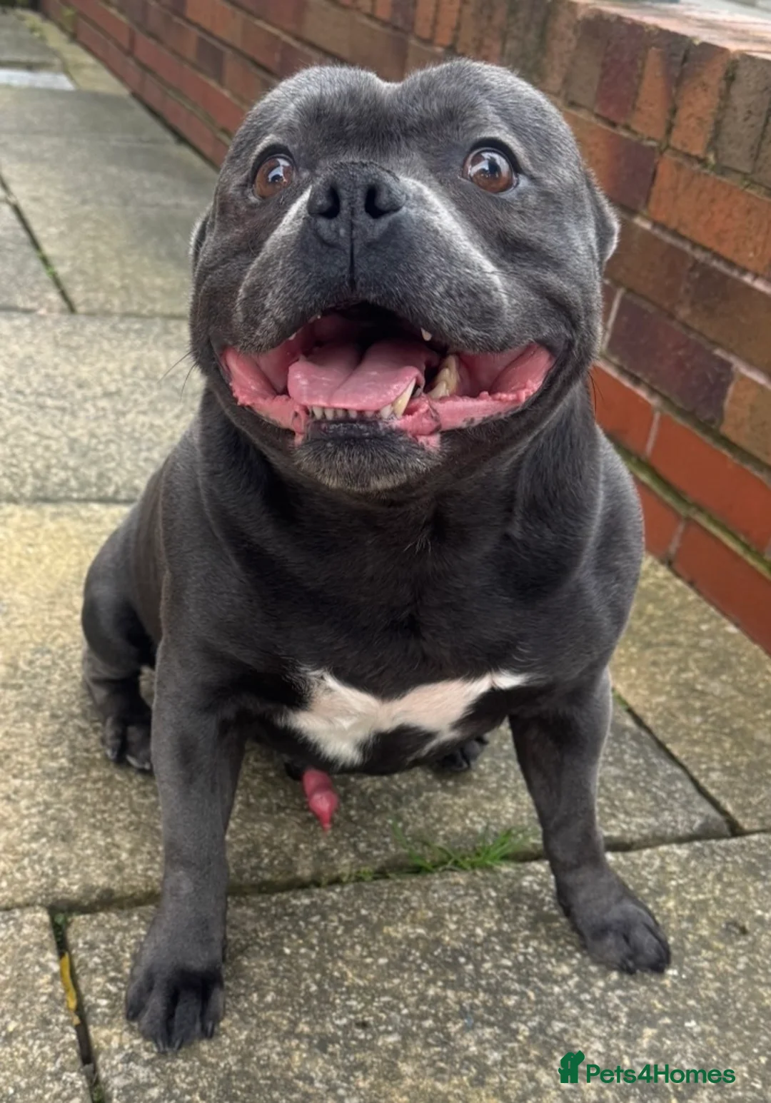 Staffordshire Bull Terrier dogs for stud: Blue Staff for Stud in Liverpool - Advert 1