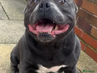 Staffordshire Bull Terrier dogs Blue Staff for Stud - Advert 3