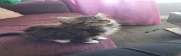 Mixed Breed cats for sale: Mixed tabby with maincoon  in Livingston - Advert 11