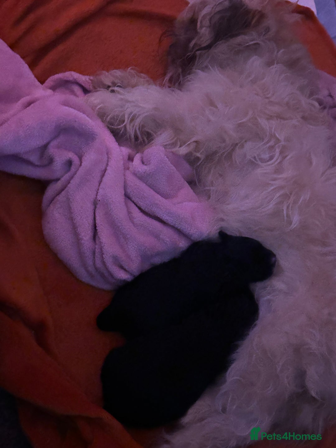 Shihpoo dogs for sale: 2 Male Stunning Shihpoo x Sproodle pups - Advert 7