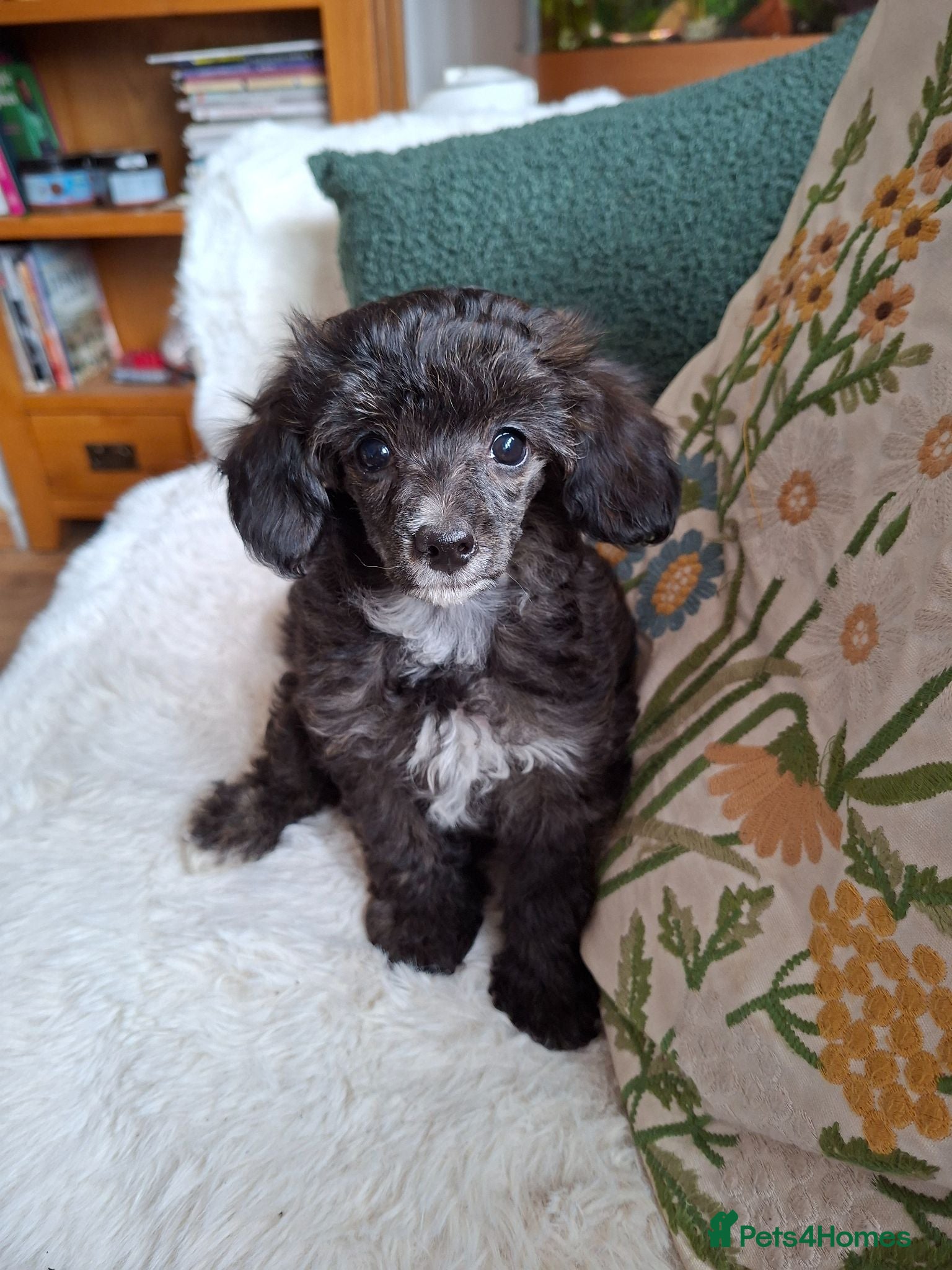 Mixed Breed dogs Stunning small papipoos/ papillon  x toy poodle - Advert 2