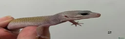 Leopard Gecko reptiles for sale: Baby leopard geckos £40 to £60 - Advert 4