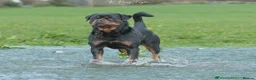 Rottweiler dogs for sale: Rottweiler puppies  - Advert 3