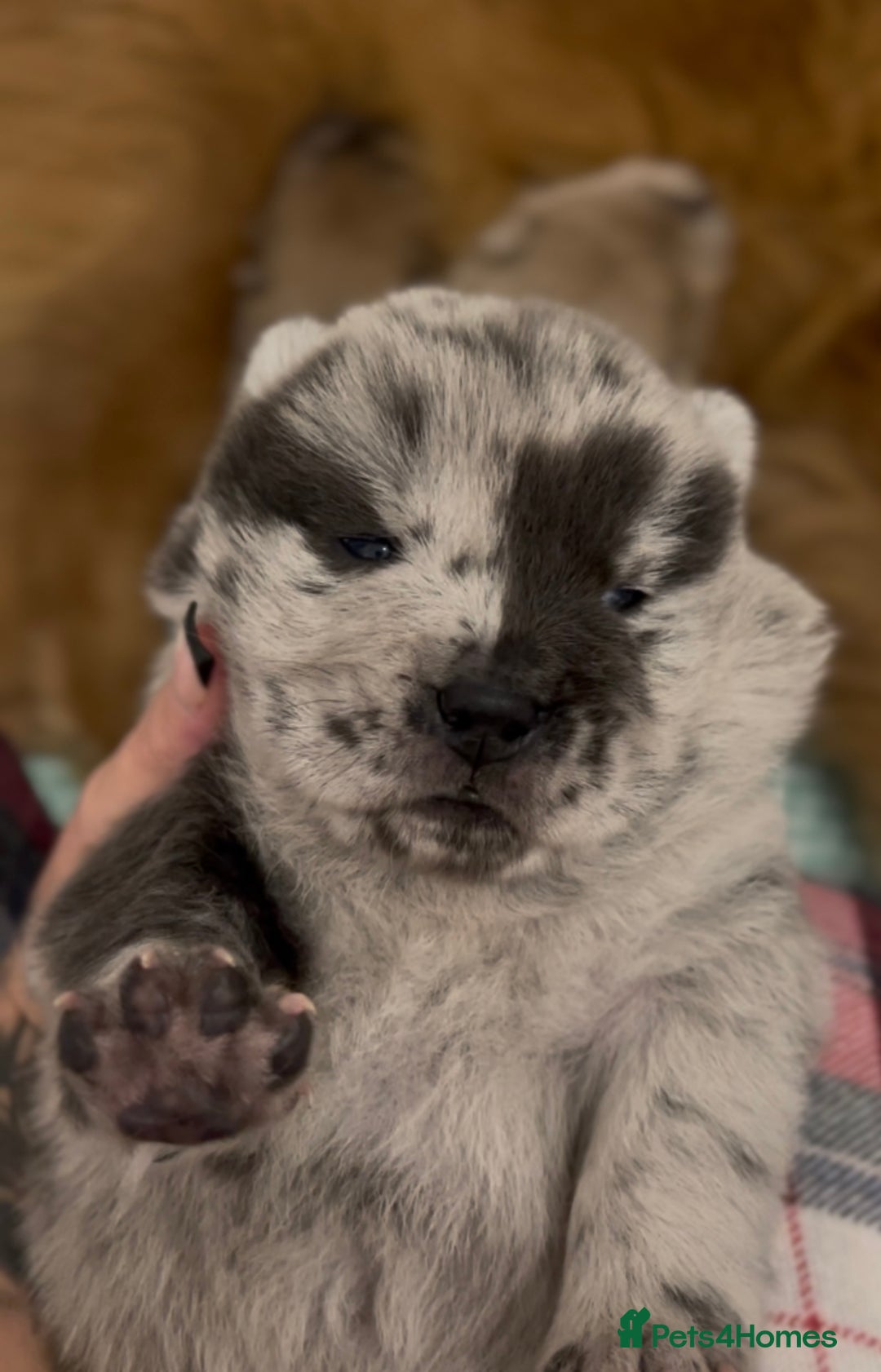 Chow Chow dogs for sale: Merle & blue bear faced Teddy chow chow puppies  - Advert 7