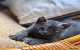 Mixed Breed cats for sale: 5 gorgeous kittens  - Image 12